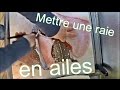 Raie ; Mettre en Ailes ; How To prepare Skate Wings ; Prt  cuire ; Raja clavata ; raie boucle