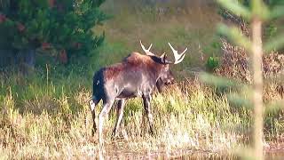 Bull moose eating willow