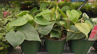 Philodendron Heart Leaf @ greengate Garden Centres