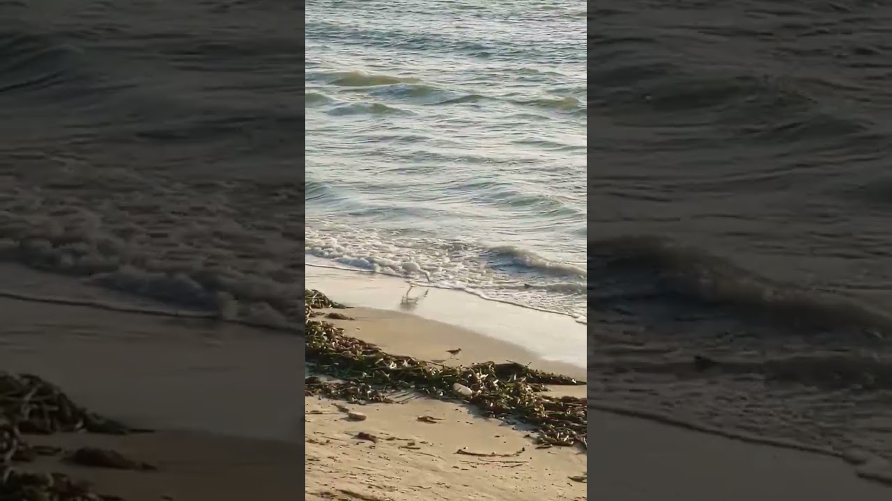 enchanting sea with cute birds, the crane and the little pratincole