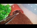 Acanthoscurria geniculata first feeding:)