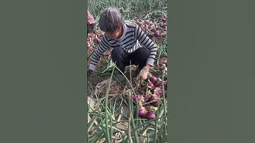 Onion roots cutting process #machine #goodtools #shorts