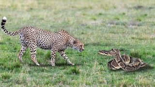 How Leopard Hunting Giant Python- Animal Attacks