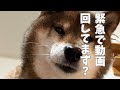 柴犬花さんが急に告げられたこと・・・