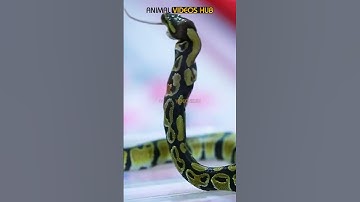 #BallPython #Rat #LIVEFEEDING #AnimalVideosHubBall Python VS Rat I LIVE FEEDING I Animal Videos Hub