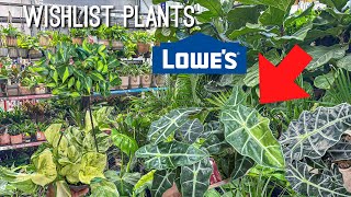 Is this a RARE Alocasia! Finding Wishlist Plants at Lowes Plant Shopping!
