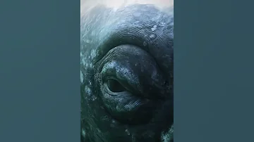 عين الحوت Eye Of Whale سبحان الله بو علياء صانع المحتوى البحري Shorts Animals 