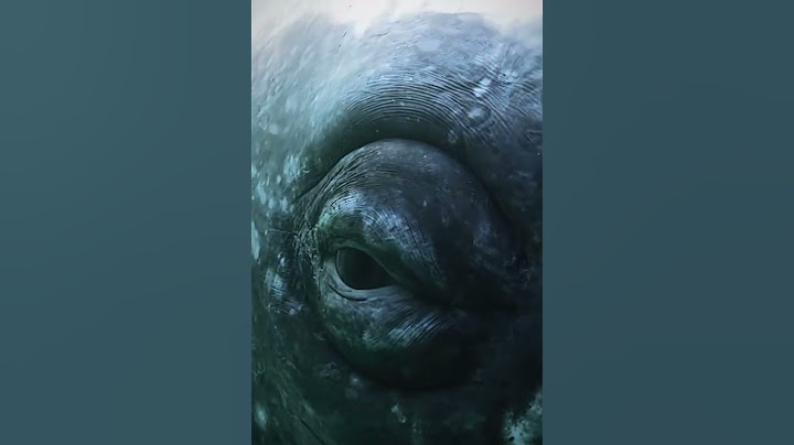 عين الحوت eye of whale 🐋 { سبحان الله } | | بو علياء صانع المحتوى البحري #shorts #animals