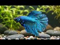 Music for calming down – relaxing the heart, harmony and rest for the soul / relaxing