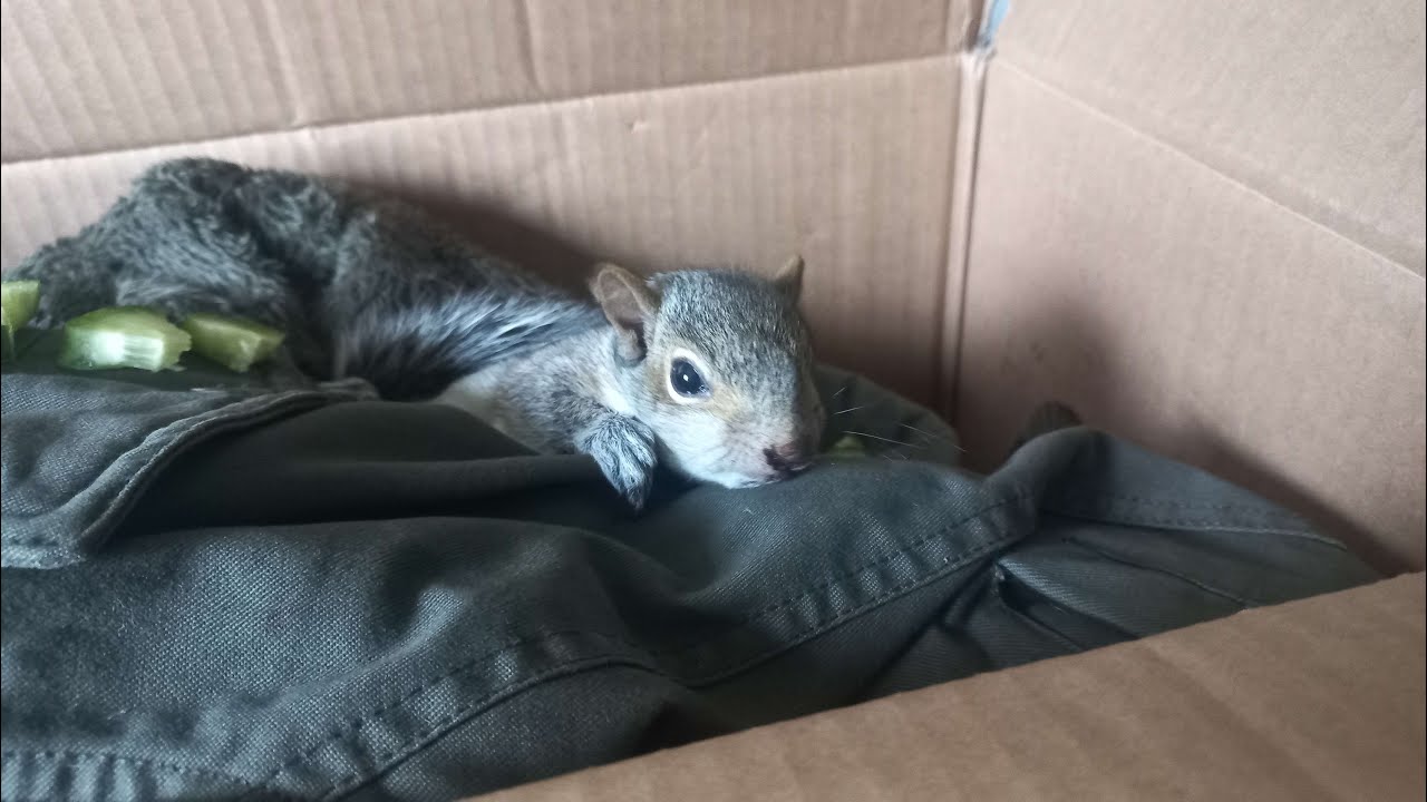 Tip's life / A found squirrel!