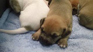 Animal Haven Saving Lives For More Than 50 Years