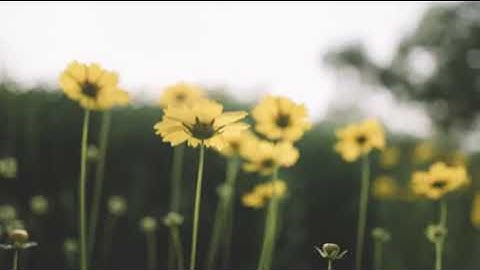 جميع تلاوات القارئ [ طارق محمد] صوت رهيب تقشعر له الابدان