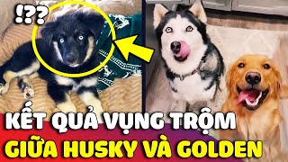 Nhà nuôi 1 chó Golden và 1 chó Husky, con Sen cười ra nước mắt trước kết quả VỤNG TRỘM 😅 | Gâu Đần