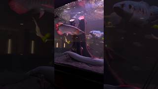 Amazing red Arowana in community tank 🔥