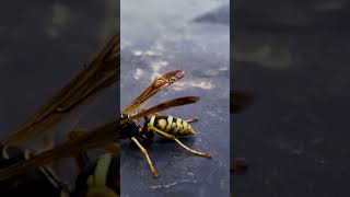 I found an Asian Paper Wasp #wasp #paperwasp #sting #shorts #shortsfeed #viral #viralvideo #insect
I found a slow moving Asian Paper Wasp. look out!
Thanks for watching! :)
-M
If you would like to support my channel:
MERCH: https://youtube.com/channel/UC-6O-6HJOleqDcPP_w_X9yw
Patreon @ https://www.patreon.com/mothsauce
Instagram @ mothsaucetv I found an Asian Paper Wasp #wasp #paperwasp #sting #shorts #shortsfeed #viral #viralvideo #insect