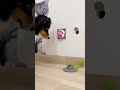 I’ll Never Snack in Secret Again… (But I Pressed It) #dog #pets #cat #funny