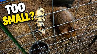 Our KuneKune Pig Breeding Plan Has One Small Problem