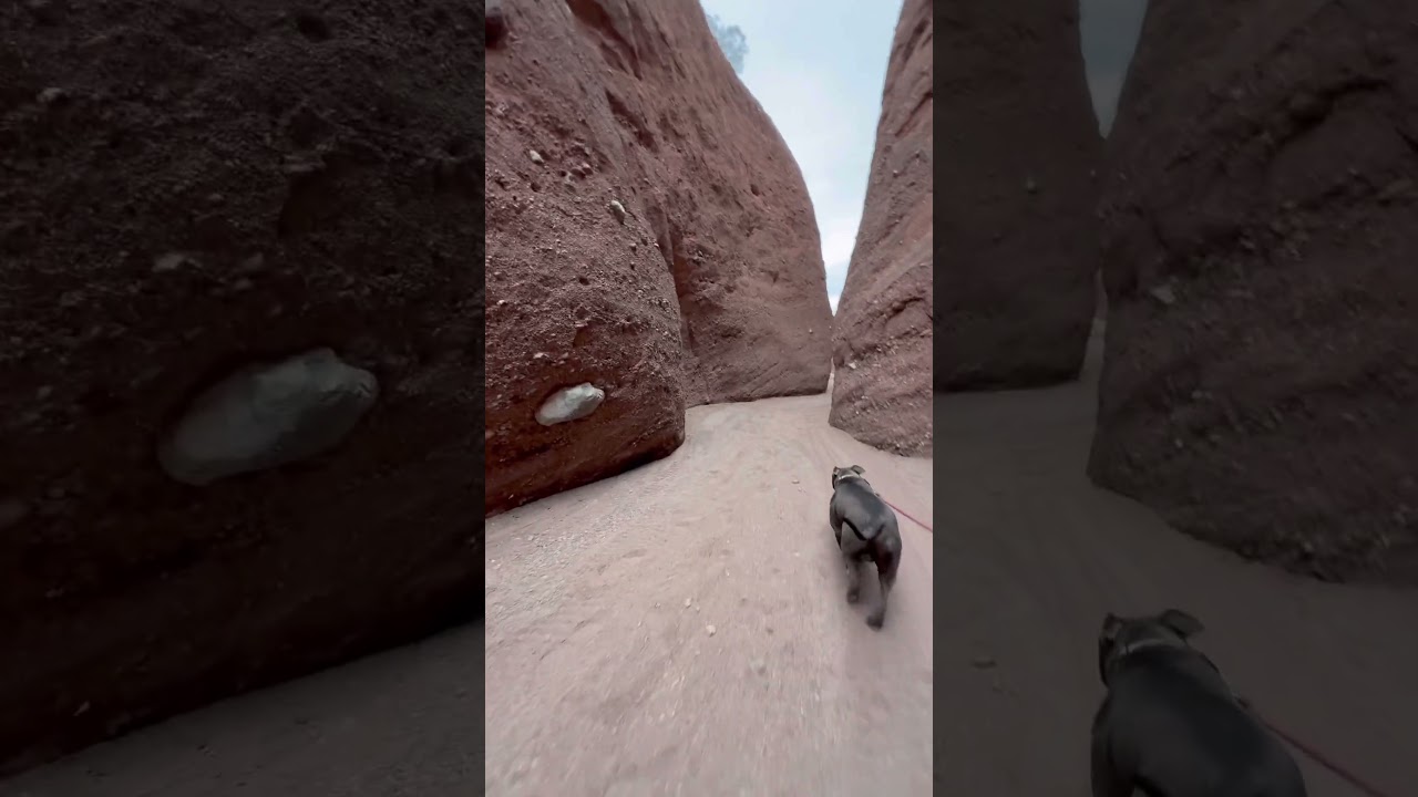 Harley our Adventure Dog