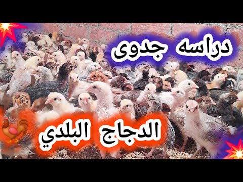 دراسه جدوى مشروع تربيه 400 كتكوت بلدي لمده شهر فقط والمكسب ممتاز كل شهر