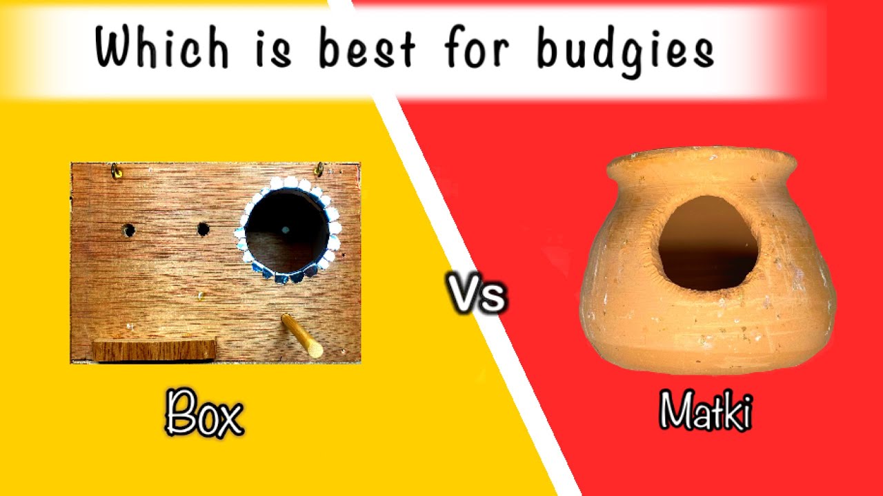 Which is best for budgies || breeding box vs pot || Matki ya box