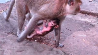 Heart-Stopping Moments Baby Monkeys Near-Fall Will Leave You Breathless