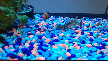 What to feed Cory Catfish? Watch them go crazy for it!