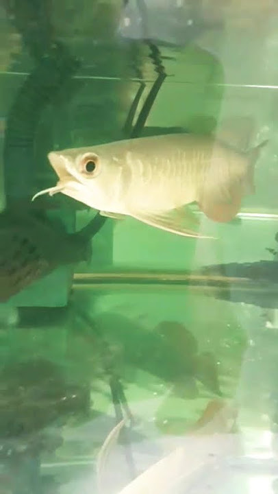 GR arowana spesial mulut hiu chat wa 0838 9478 9976
