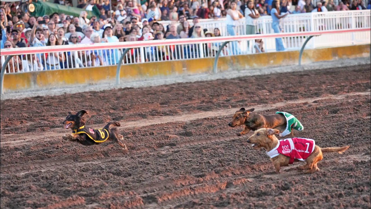 Wienerschnitzel Wiener Nationals 2025