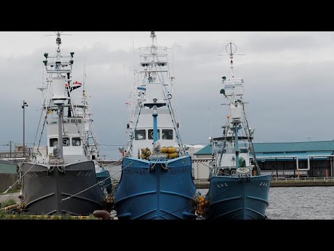 Vidéo: Le Japon Reprend La Chasse à La Baleine