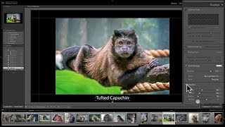 Mastering Lightroom Classic CC - 30: Slideshow Module