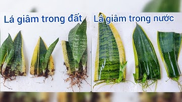 2 CÁCH NHÂN GIỐNG LƯỠI HỔ TỪ LÁ KHÔNG BỊ ÚNG THỐI THÀNH CÔNG 100% - Grow snake plant from leaf