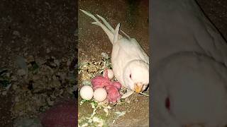 parrot video exotic brid channel india aligarh #maa #birds #birdsavairy #parrot