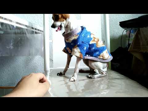 ¿Se le puede dar aceite de oliva a nuestros perros chihuahuas? | Cabeza de venado hqdefault