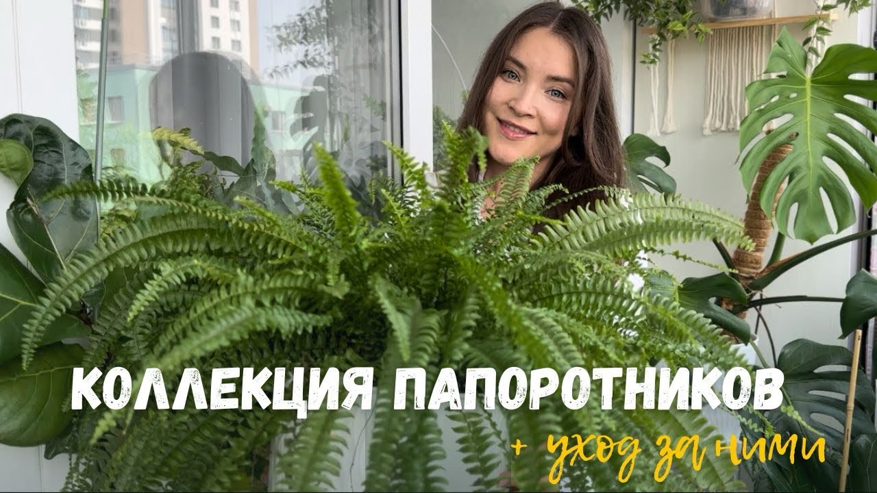 Коллекция ПАПОРОТНИКОВ + основные правила ухода