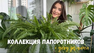 видео: Коллекция ПАПОРОТНИКОВ + основные правила ухода картинка: Коллекция ПАПОРОТНИКОВ + основные правила ухода
