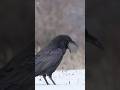 Raven Sounds Raven Bird 
