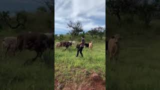 Una Rolita acá por el Rancho dándole sal a las vacas