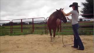 How to: Teach your horse to nod head 'Yes'