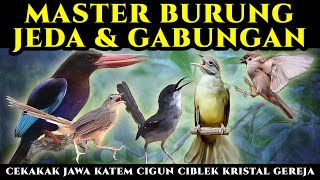 MASTER 5 BURUNG  JEDA & GABUNGAN | Cekakak jawa katem cigun ciblek kristal gereja