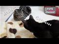 耐えるんだ【保護猫】