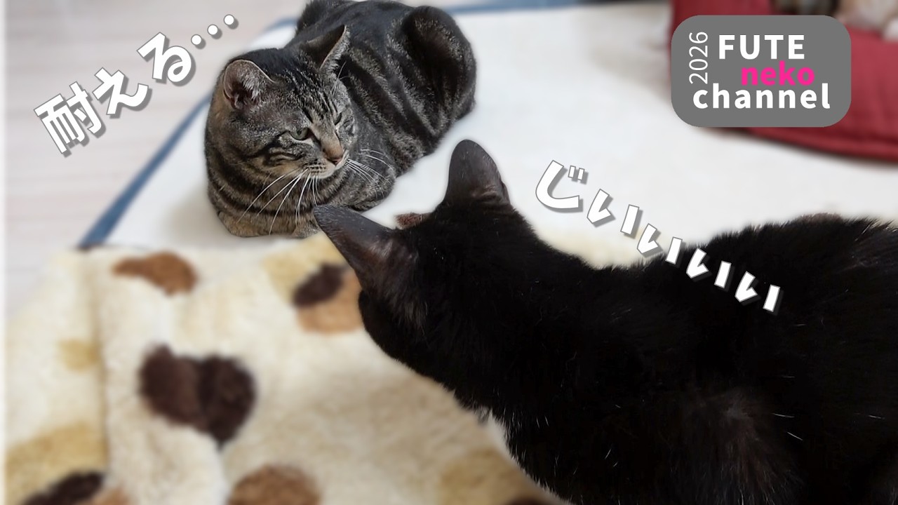 耐えるんだ【保護猫】