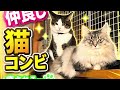 癒やしのニャンズ#cat #animal