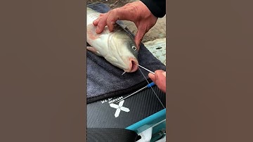 Cây gỡ lưỡi câu cá siêu tốc, Inox câu cá chép, cá diếc 😍 🐟 🎣 #fishing #shorts