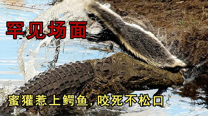 動物惹錯對手被爆打的罕見場面，獅子，蜜獾，鱷魚，鬣狗，孔雀等，天不怕地不怕的蜜獾竟惹上了鱷魚 - 天天要聞