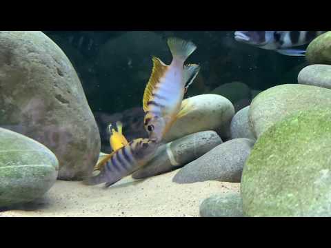 Vidéo: Poissons D'aquarium Populaires De La Famille Des Cichlidés