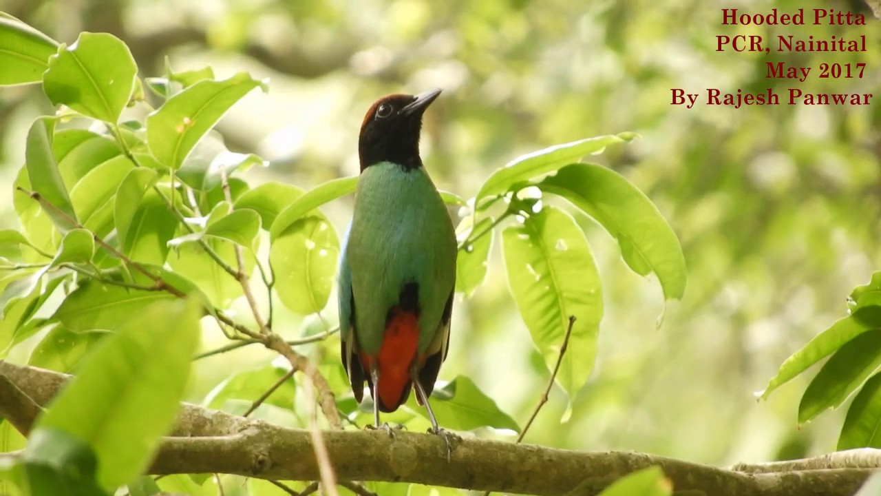 Hooded Pitta 