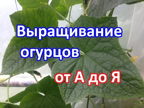 Выращивание огурцов. (Как посадить, как ухаживать, как подкармливать)