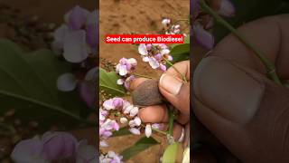 This seed can produce Biodiesel ,Pongam Tree ,Bio fuel tree, useful trees, agro forestry #plantlover