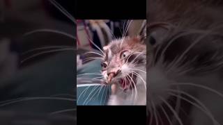 Download Lagu OMG! there is something in this kitten's nose😢 MP3 Download Lagu OMG! there is something in this kitten's nose😢 MP3