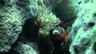 Reef Rescuers - Depleting Corals